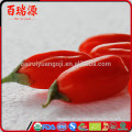 China blushwood Beere ningxia goji Beerendrachekräuter goji Beere